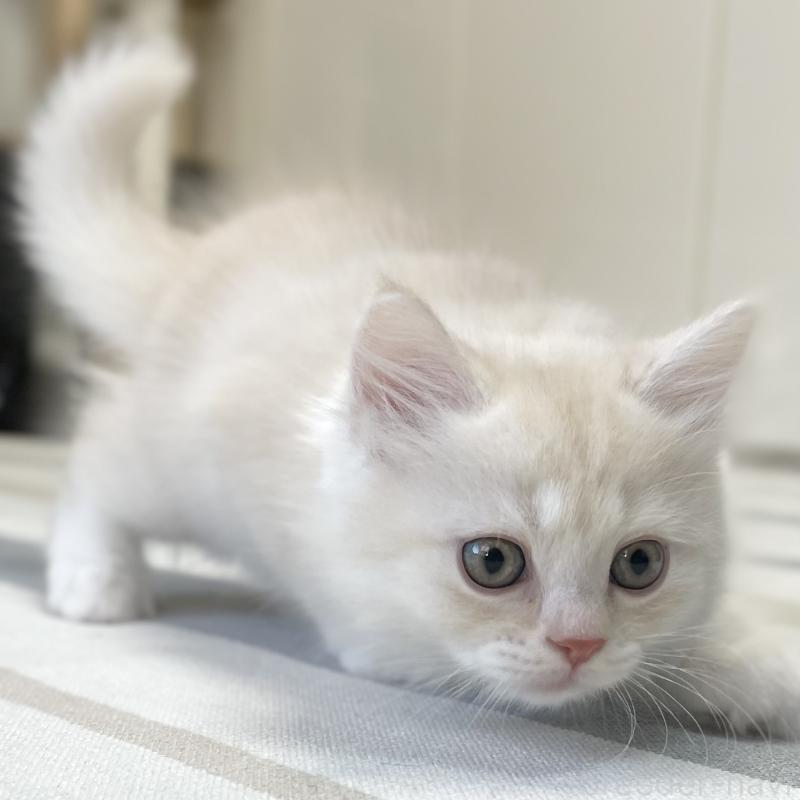 販売中の愛知県のミヌエット-130140の3枚目