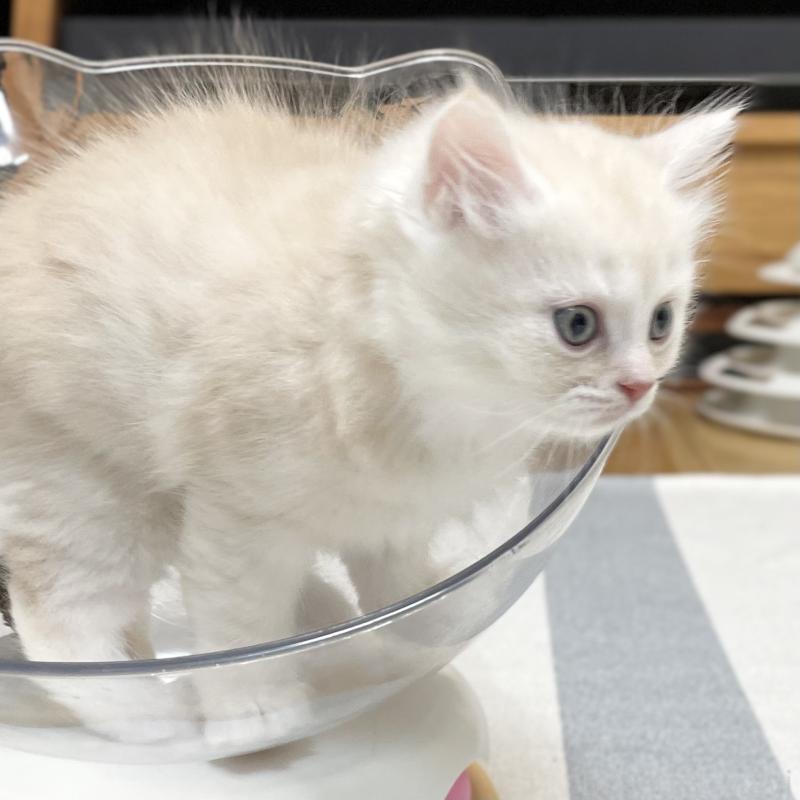 販売中の愛知県のミヌエット-130140の2枚目