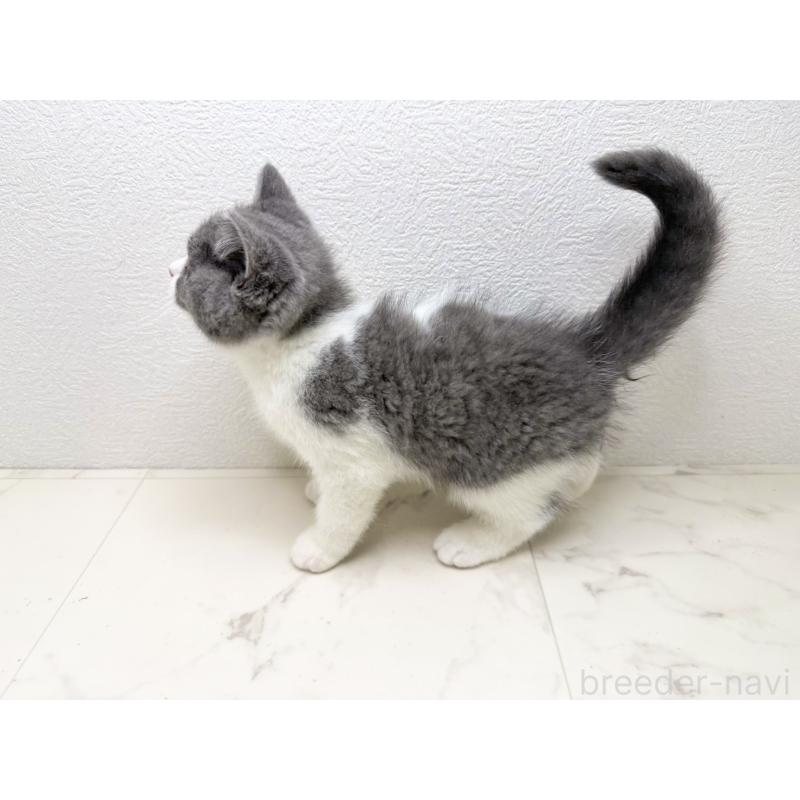 販売中の千葉県のブリティッシュショートヘア-133634の5枚目