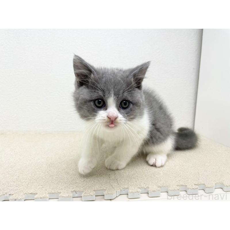 販売中の千葉県のブリティッシュショートヘア-133634の4枚目