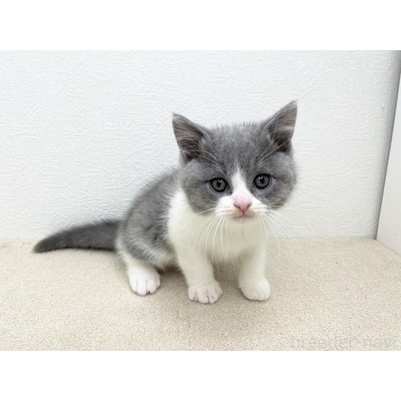 販売中の千葉県のブリティッシュショートヘア-133634の3枚目
