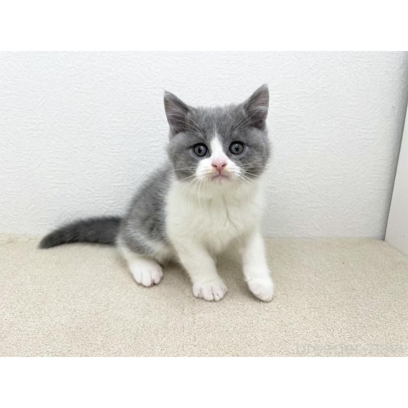 販売中の千葉県のブリティッシュショートヘア-133634の2枚目