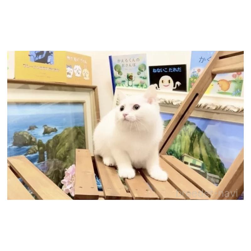 販売中の北海道のミックス-133635の5枚目