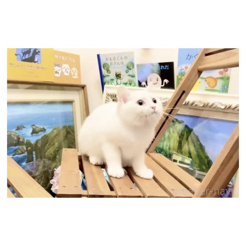 販売中の北海道のミックス-133635の4枚目