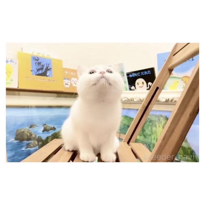 販売中の北海道のミックス-133635の3枚目