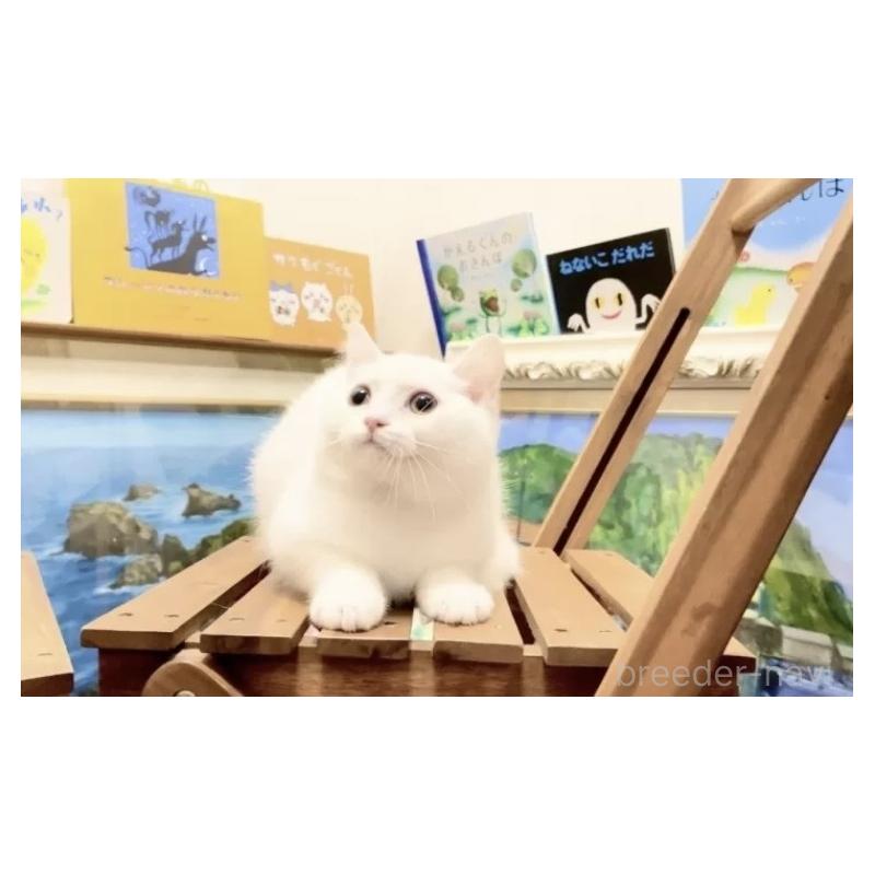 販売中の北海道のミックス-133635の2枚目