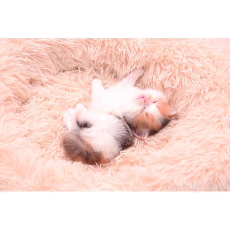 販売中の茨城県のサイベリアン-133639の6枚目