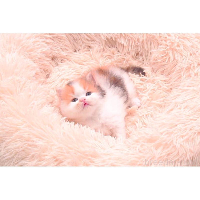 販売中の茨城県のサイベリアン-133639の5枚目