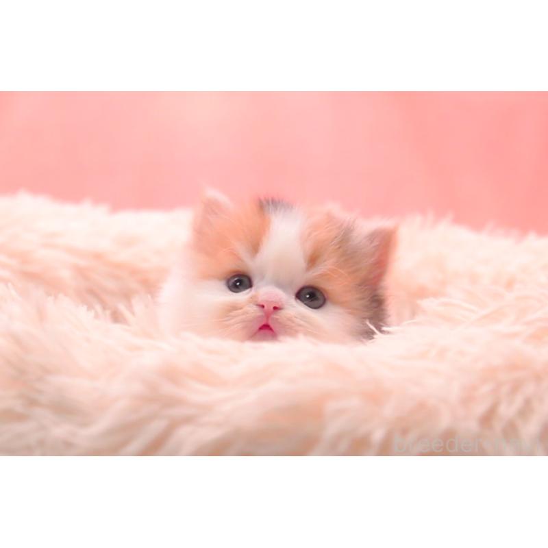 販売中の茨城県のサイベリアン-133639の4枚目