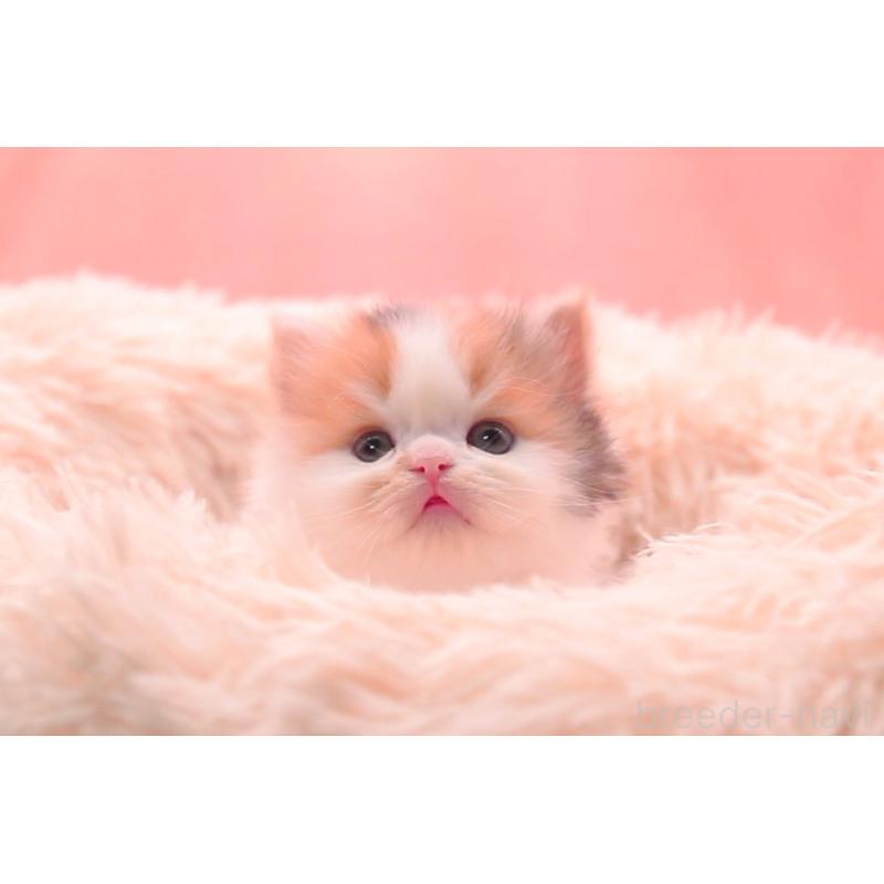 販売中の茨城県のサイベリアン-133639の3枚目