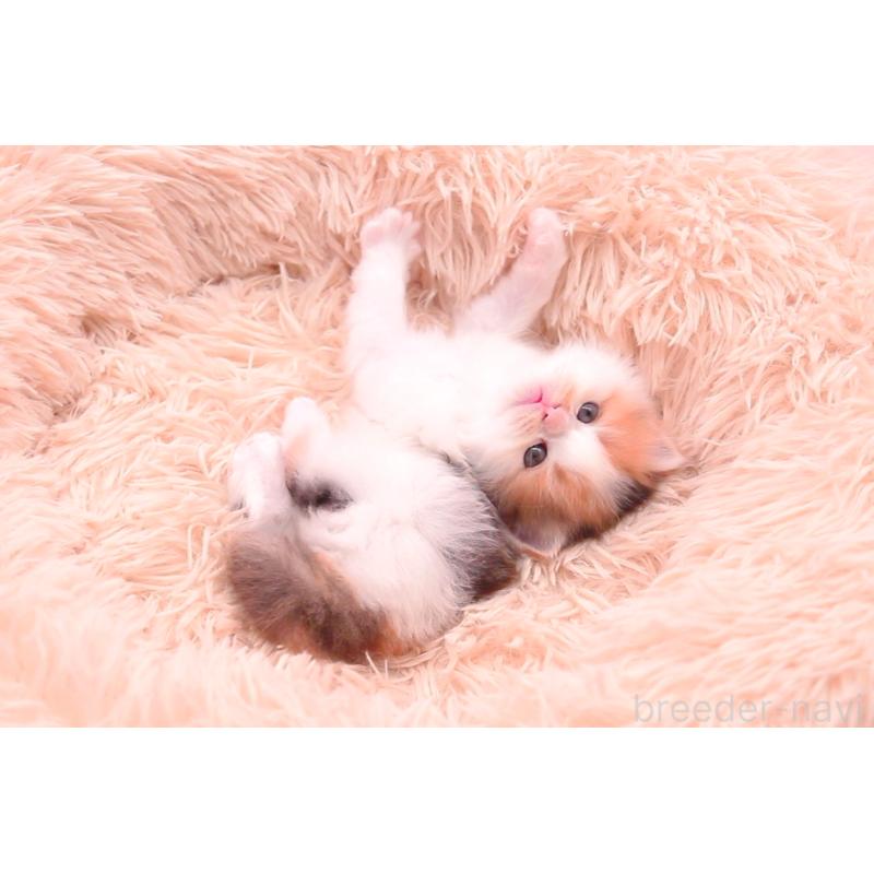 販売中の茨城県のサイベリアン-133639の2枚目