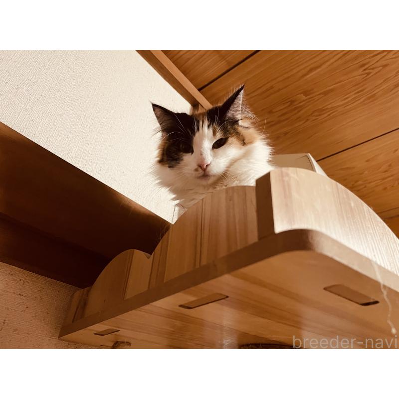 販売中の京都府のメインクーン-109681の5枚目