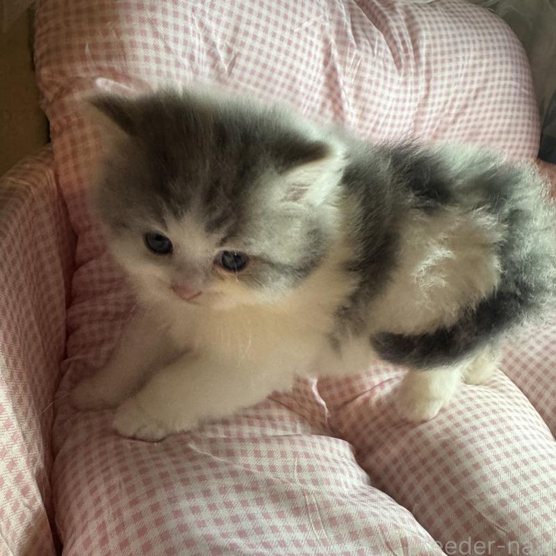 販売中の愛知県のマンチカン-133073