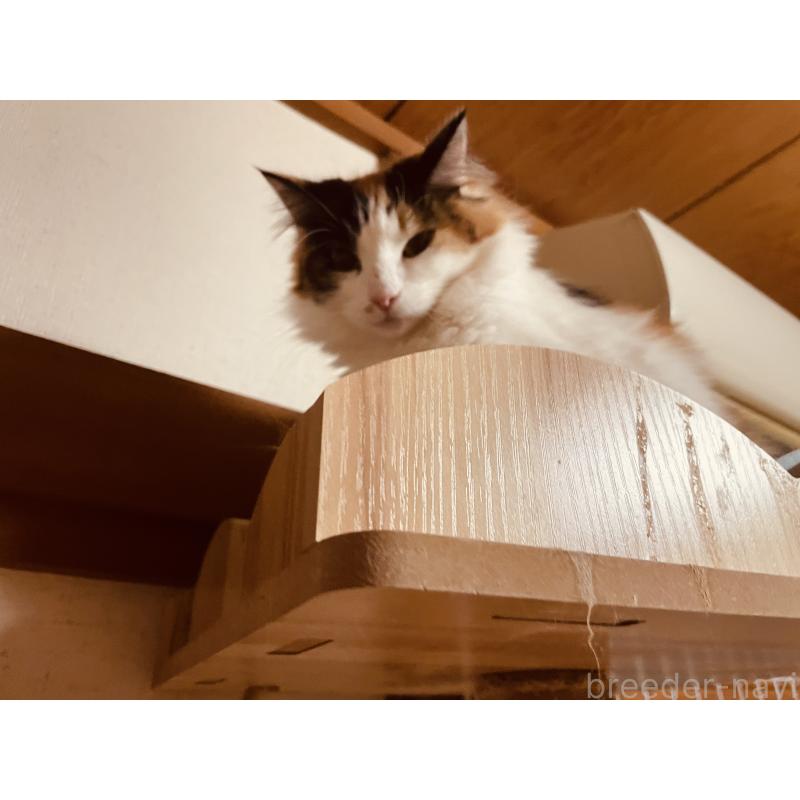 販売中の京都府のメインクーン-109681の2枚目