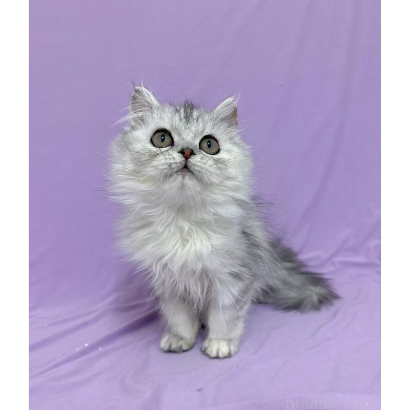 販売中の静岡県のミヌエット-131309の4枚目