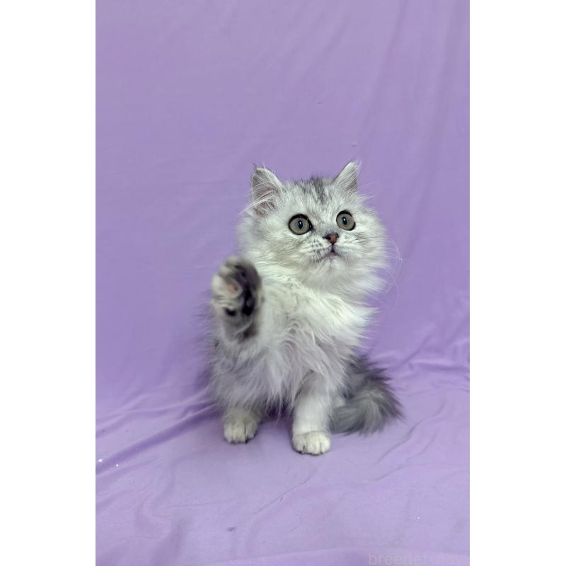 販売中の静岡県のミヌエット-131309の3枚目