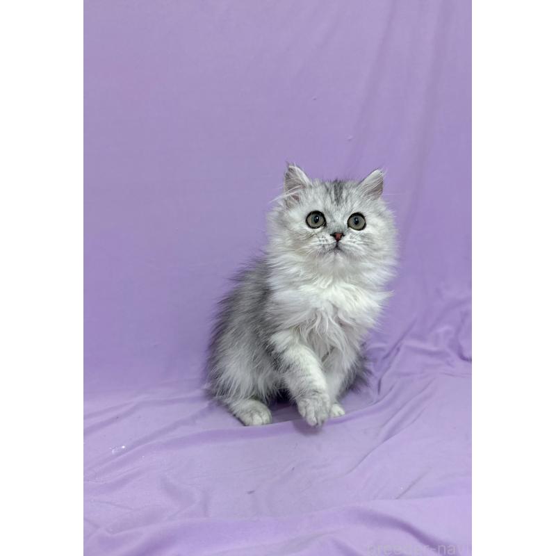 販売中の静岡県のミヌエット-131309の2枚目