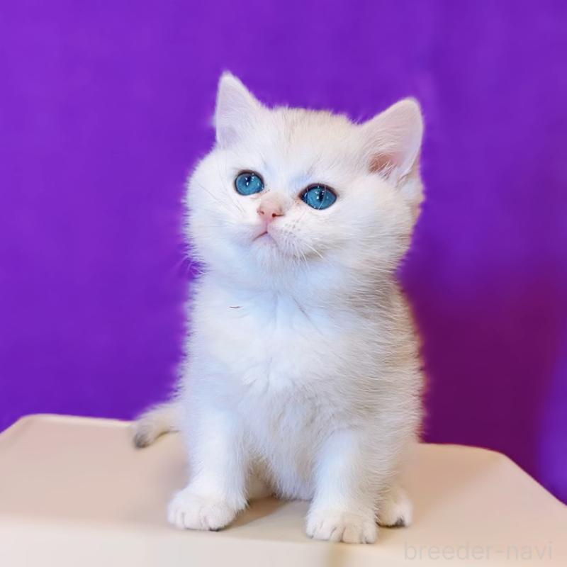 販売中の大阪府のブリティッシュショートヘア-131828