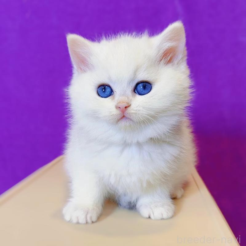 販売中の大阪府のブリティッシュショートヘア-133274