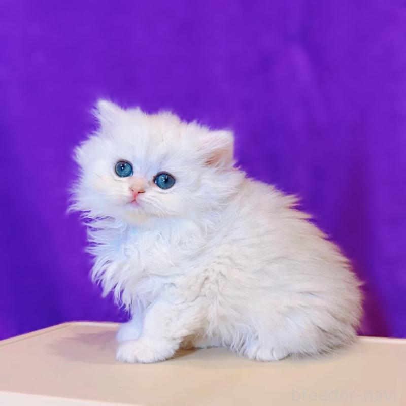 販売中の大阪府のブリティッシュショートヘア-133442