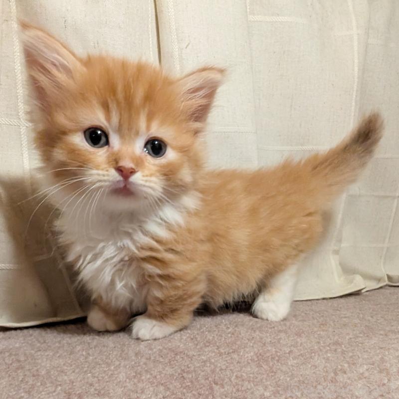 販売中の栃木県のマンチカン(短足)-133644の1枚目