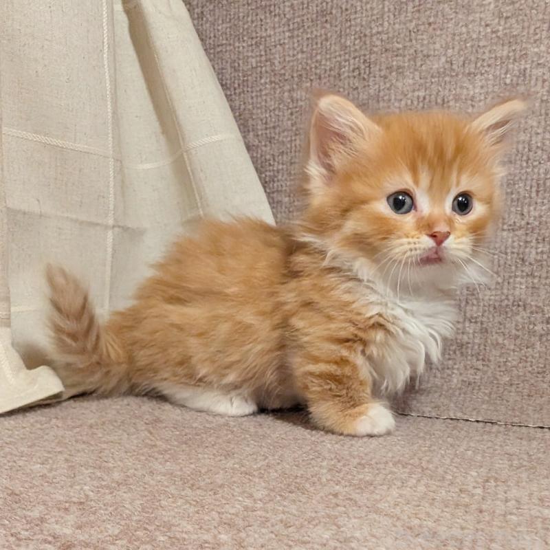 販売中の栃木県のマンチカン(短足)-133644の3枚目