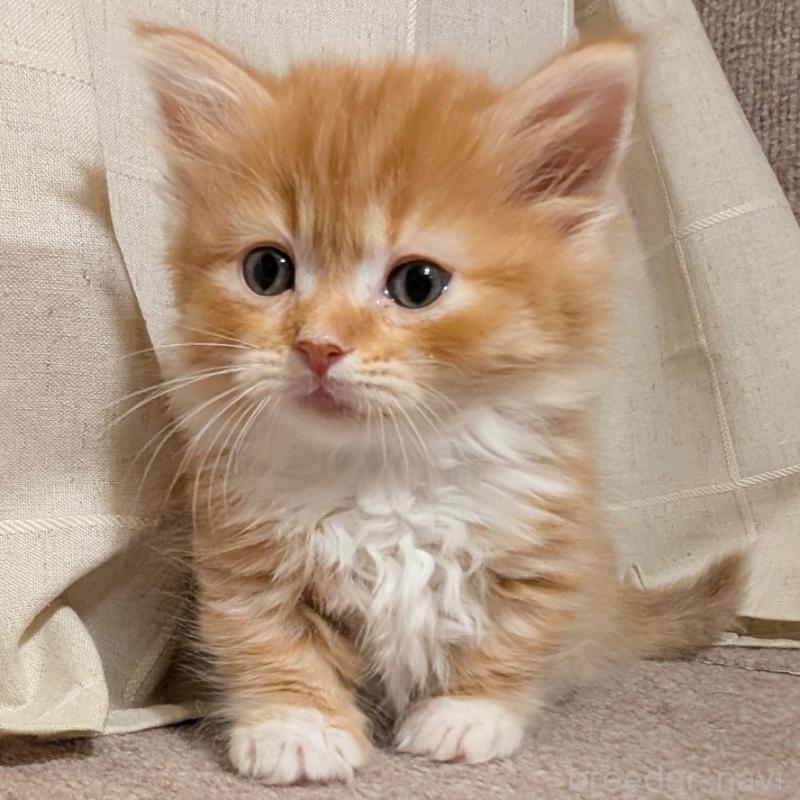 販売中の栃木県のマンチカン(短足)-133644の2枚目