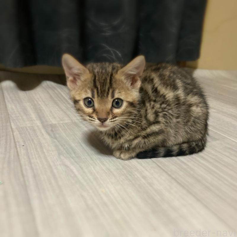 販売中の福岡県のベンガル-133645