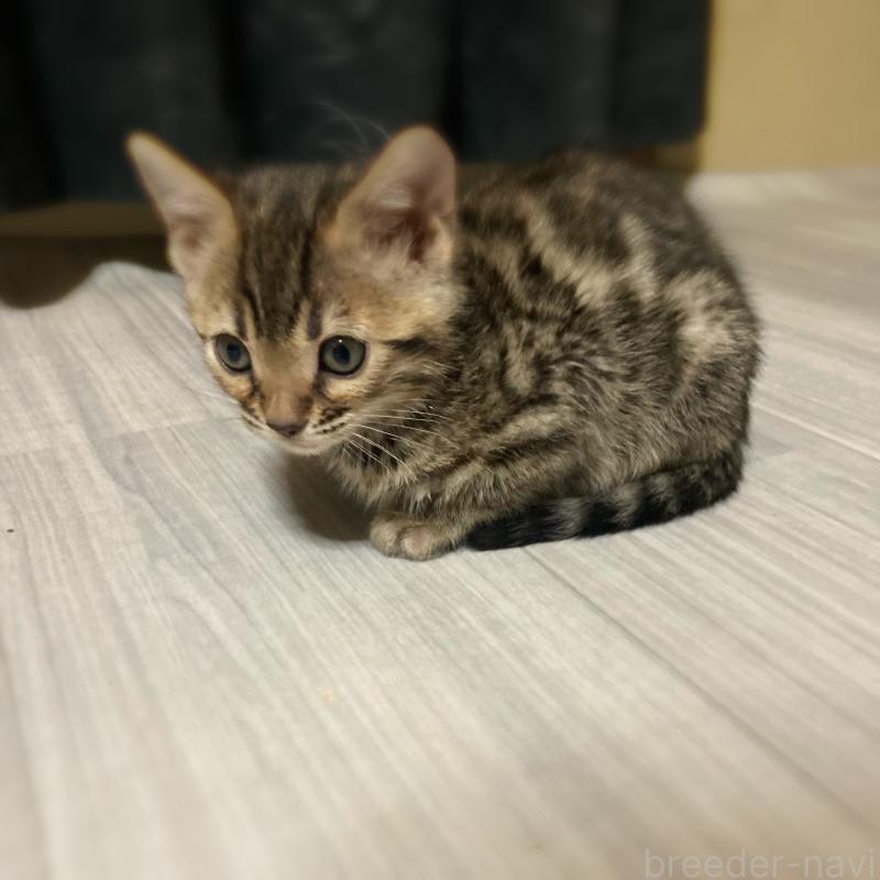 販売中の福岡県のベンガル-133645の3枚目