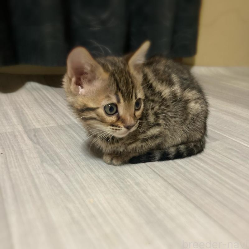 販売中の福岡県のベンガル-133645の2枚目