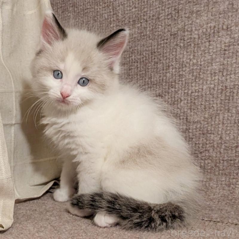 販売中の栃木県のミックス-133646の1枚目