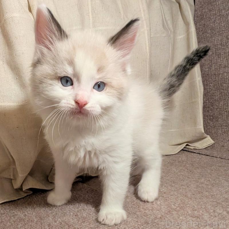 販売中の栃木県のミックス-133646の3枚目