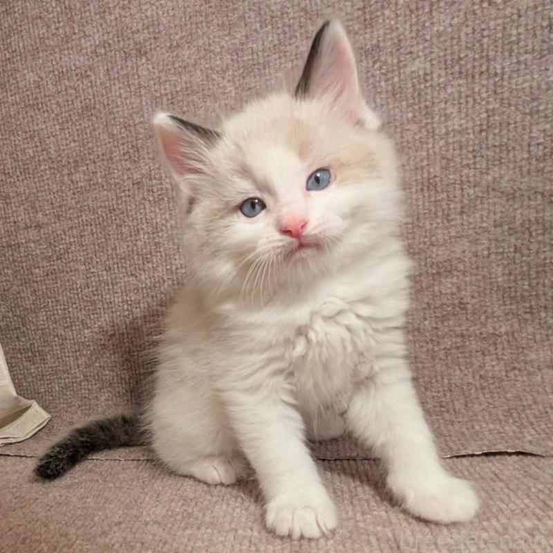 販売中の栃木県のミックス-133646の2枚目