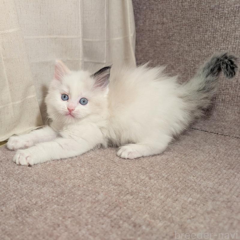 販売中の栃木県のミックス-133647の1枚目