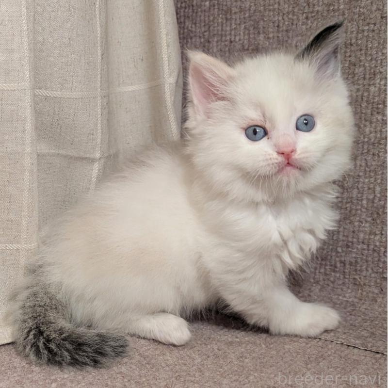 販売中の栃木県のミックス-133647の3枚目