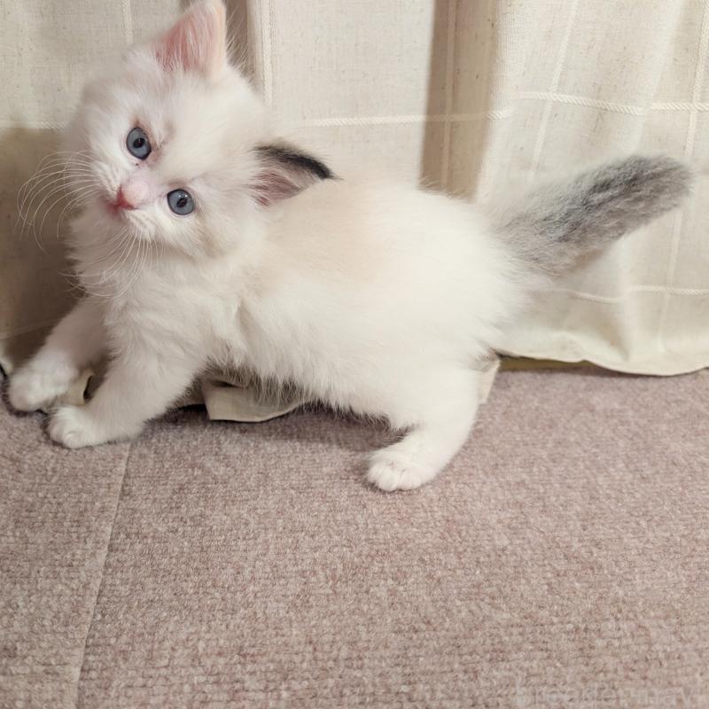 販売中の栃木県のミックス-133647の2枚目