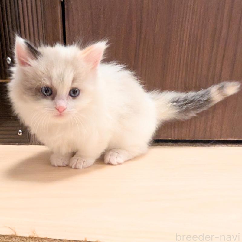 販売中の栃木県のミックス-133648の1枚目