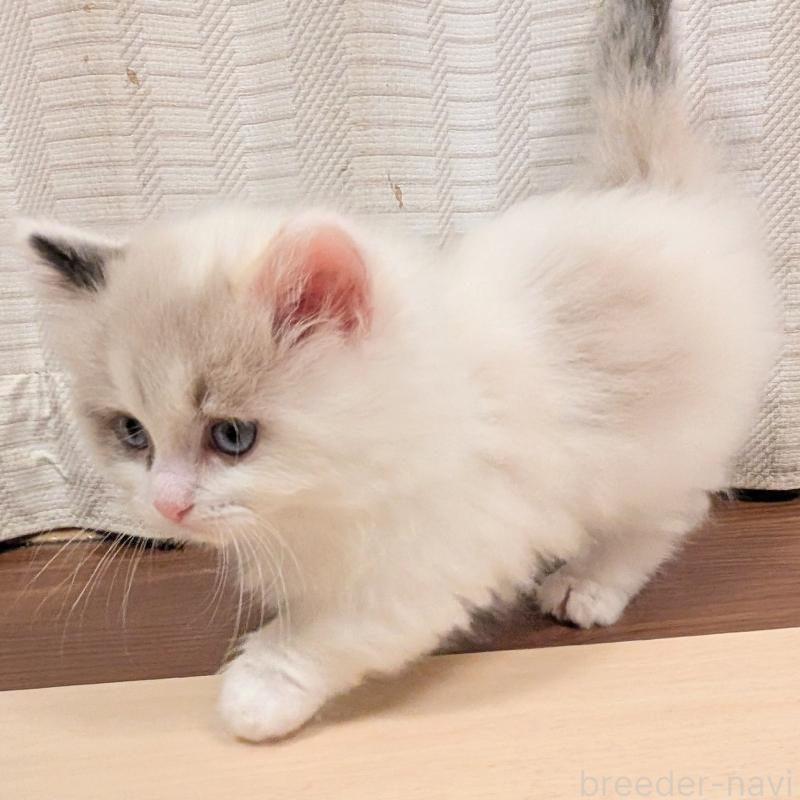 販売中の栃木県のミックス-133648の3枚目