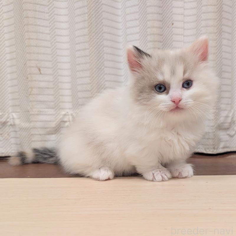 販売中の栃木県のミックス-133648の2枚目