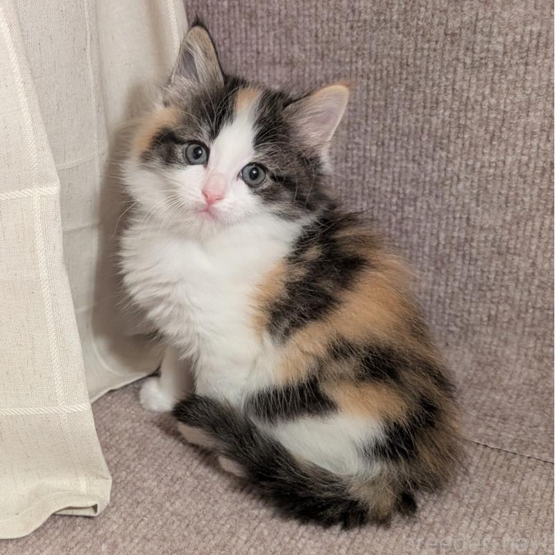 販売中の栃木県のミックス-133650の1枚目