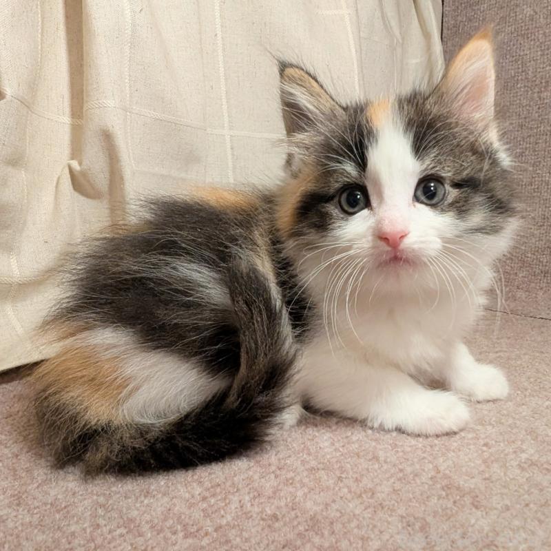 販売中の栃木県のミックス-133650の3枚目