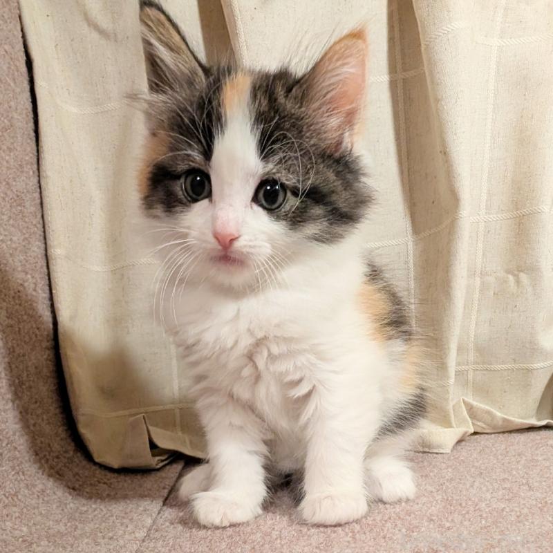 販売中の栃木県のミックス-133650の2枚目