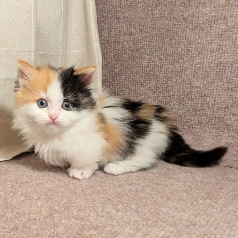 販売中の栃木県のミックス-133651の1枚目