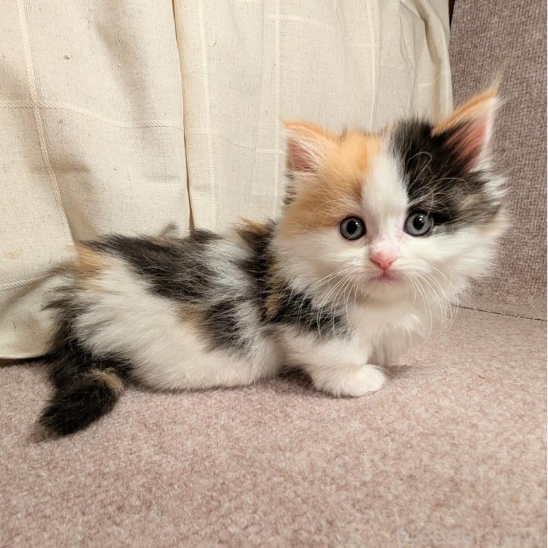 販売中の栃木県のミックス-133651の4枚目