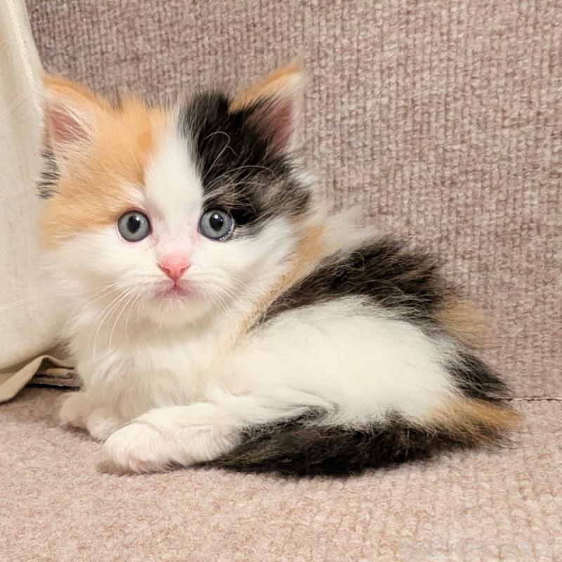 販売中の栃木県のミックス-133651の3枚目