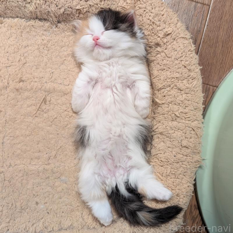 販売中の栃木県のミックス-133651の2枚目