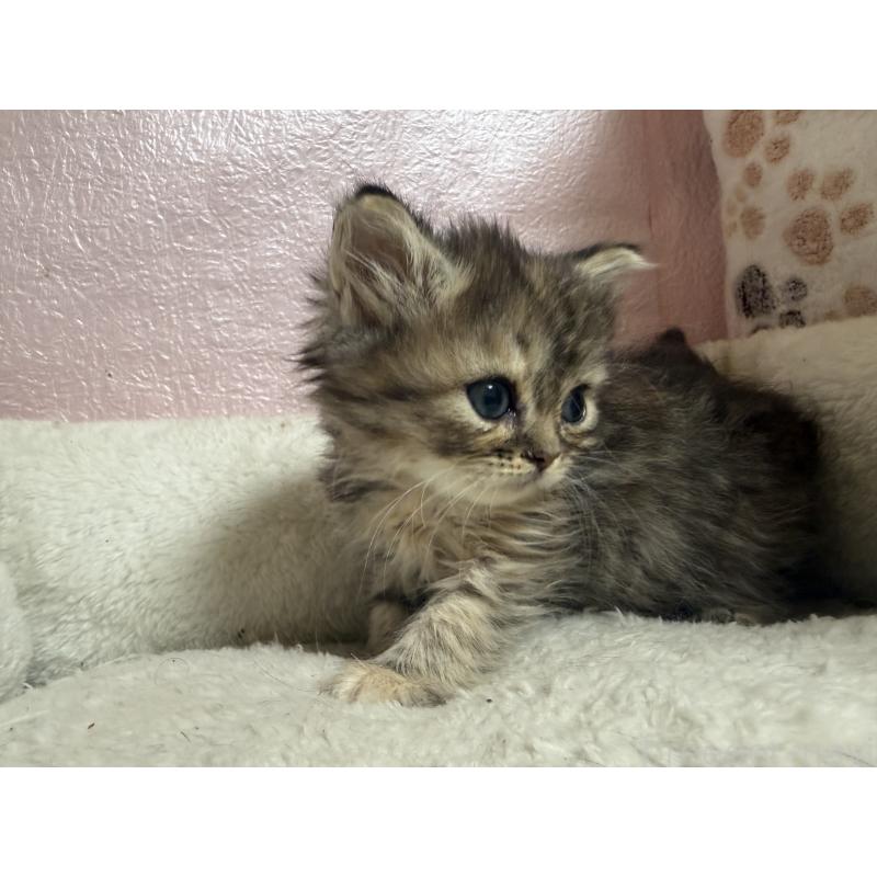 販売中の神奈川県のミヌエット-133652の4枚目