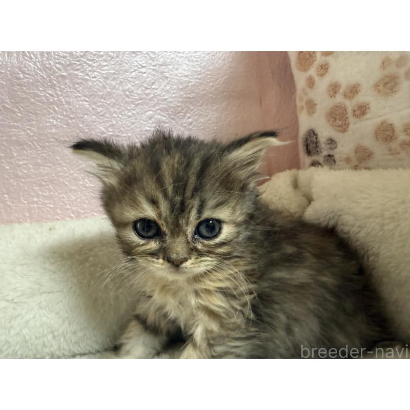 販売中の神奈川県のミヌエット-133652の3枚目