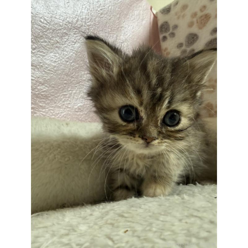 販売中の神奈川県のミヌエット-133652の2枚目