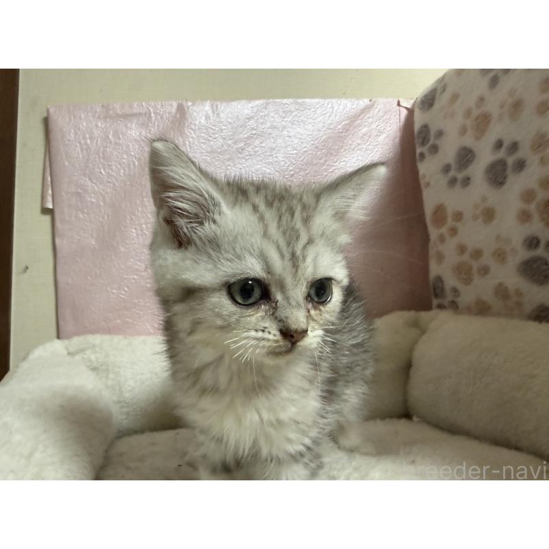 販売中の神奈川県のミヌエット-133653の3枚目